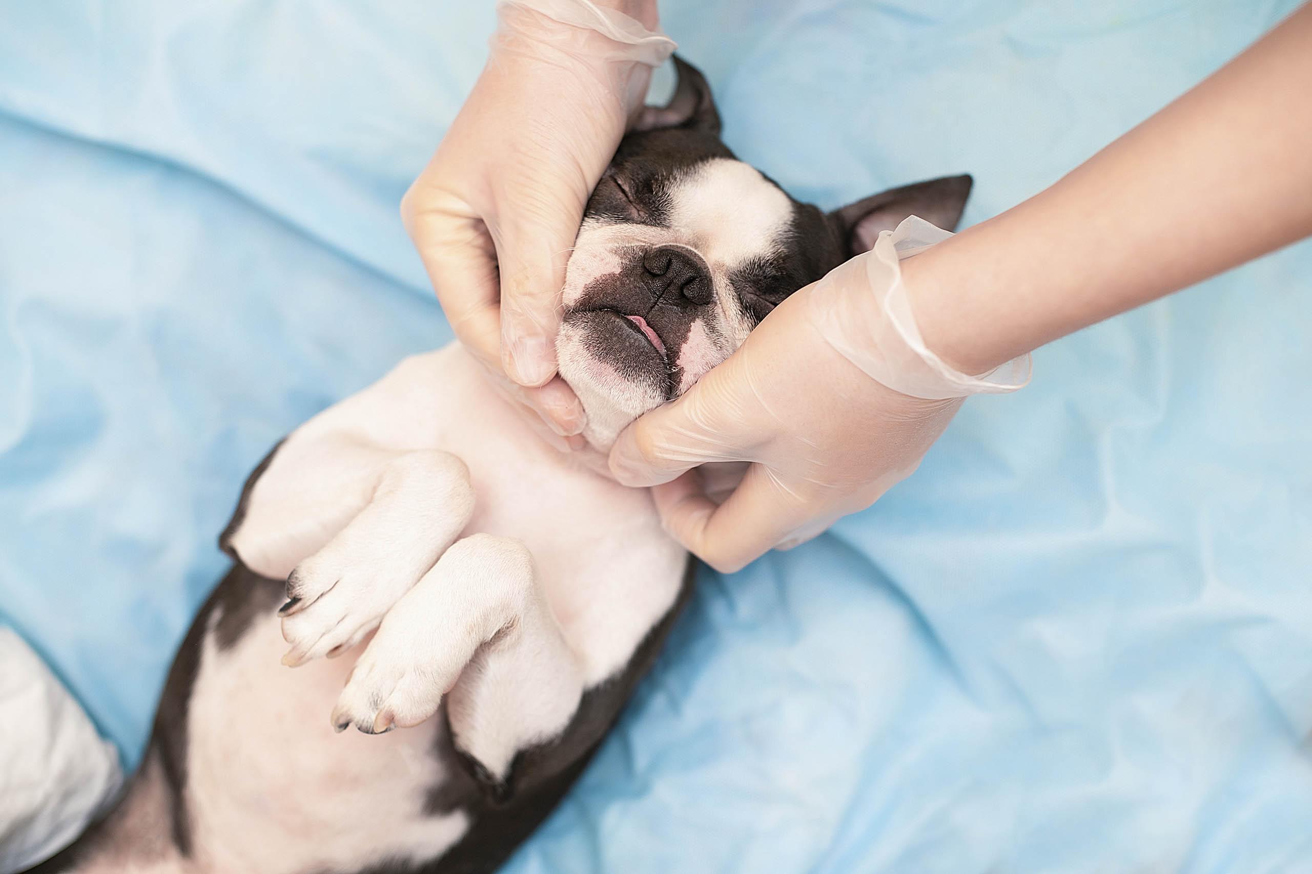 Canine Massage - A Gateway to Active Assessment and Manual Intervention