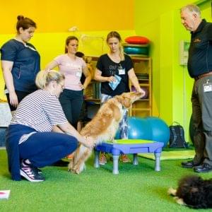 Certified Canine Rehabilitation Practitioner (C.C.R.P.) Examination Review