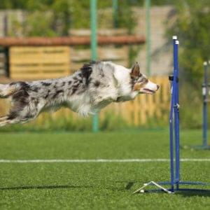 Canine I: Introduction to Canine Rehabilitation – Free 1 Hour Module