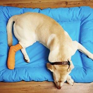 Companion Animal Pain Management Certificate Program – Free Introductory Module